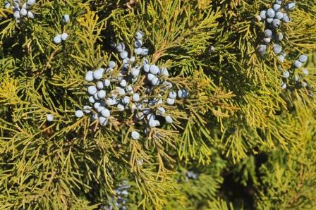 Juniper cones
