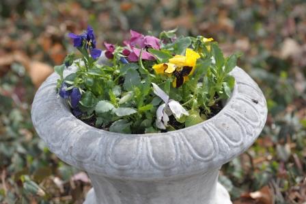 Assorted colors of pansies