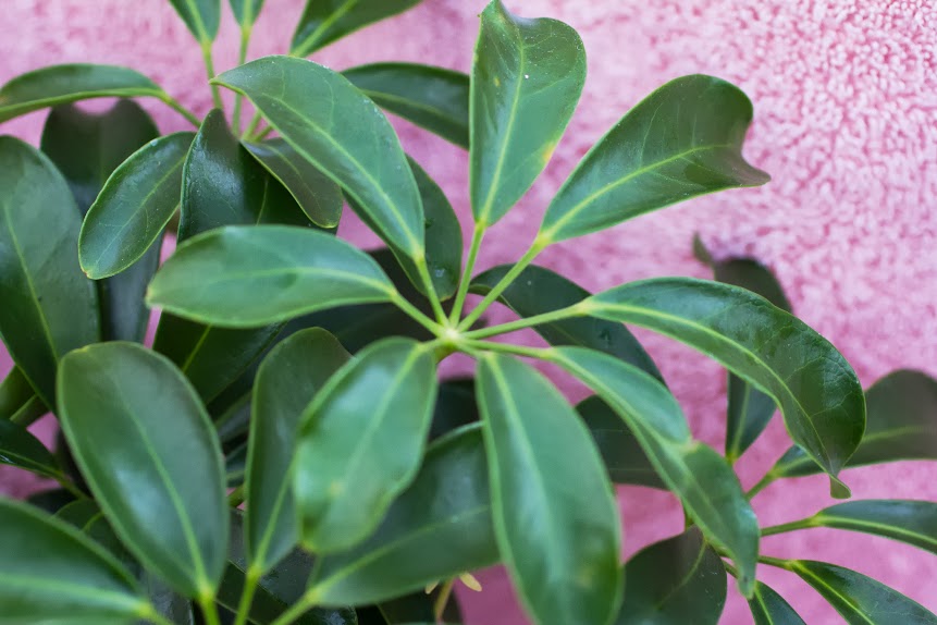 Hawaiian schefflera foliage