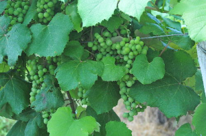 Grape foliage and fruit