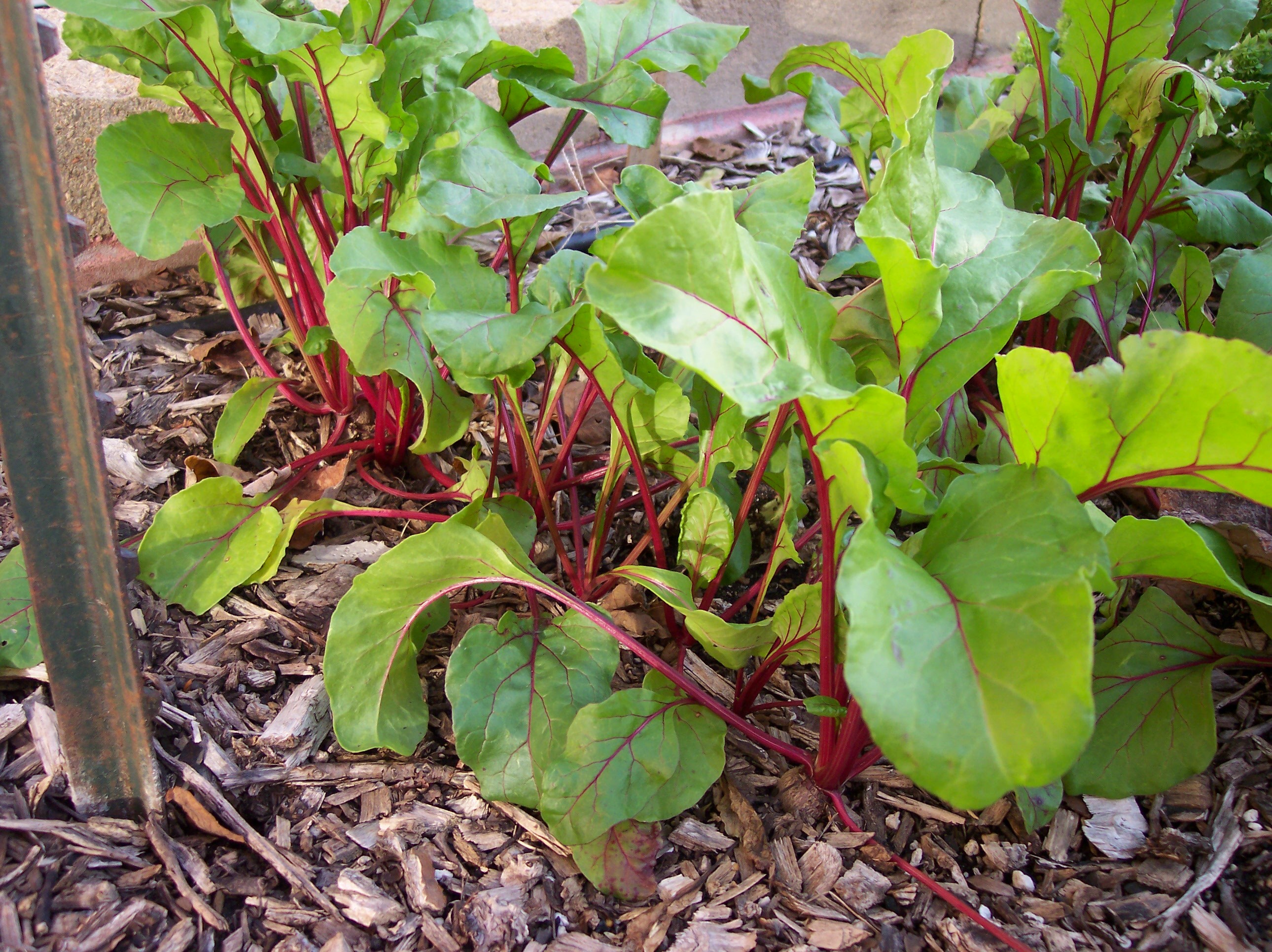 Beet foliage
