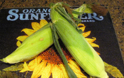 Corn ear in shuck